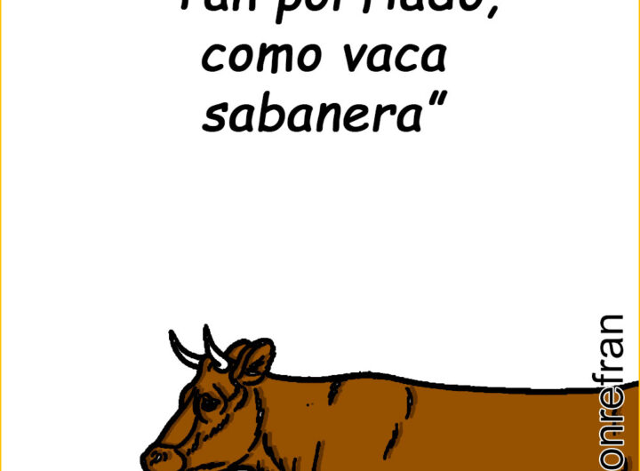 “Tan porfiado, como vaca sabanera”