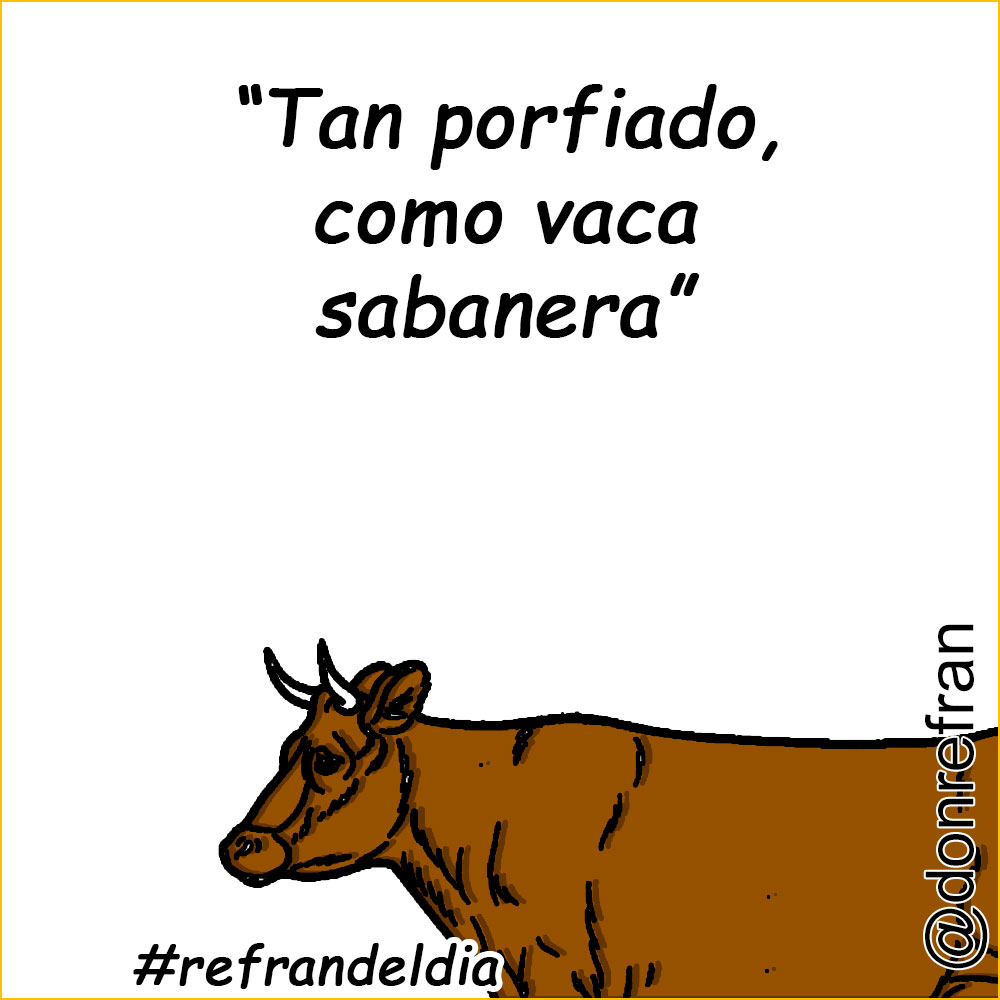 “Tan porfiado, como vaca sabanera”